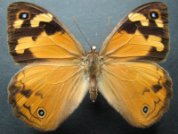 Adult Female Upper of Common Brown - Heteronympha merope merope